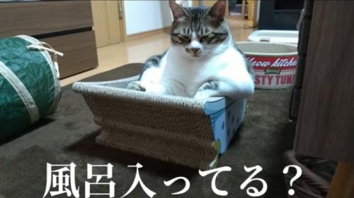 前足をかけながら眠る猫