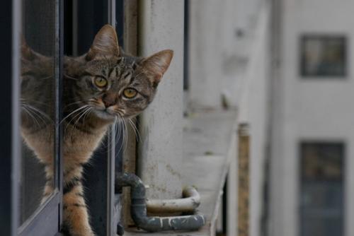 窓から身を乗り出す猫