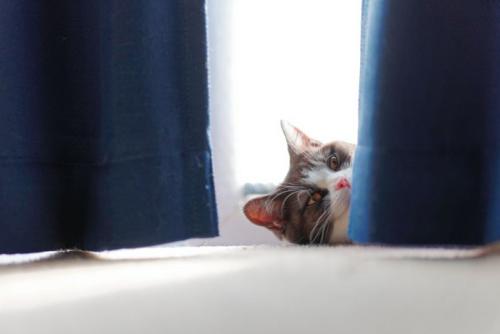 カーテンの間から顔を出す猫