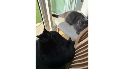 椅子の上の猫