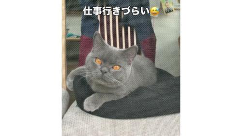 網戸と猫