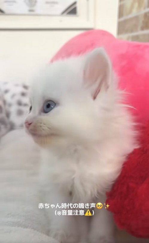 ピンクのクッションの隣にいる子猫