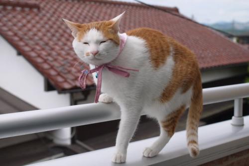 ベランダの手すりに登る猫