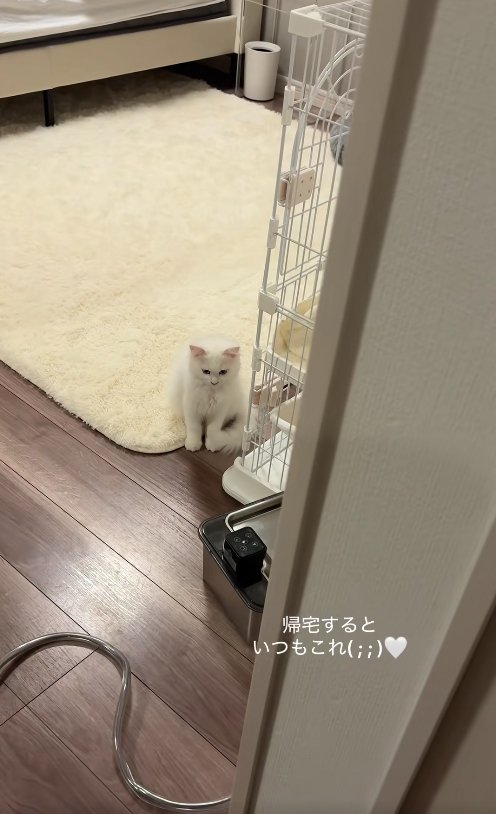 ケージのそばでお座りをしている俯いた子猫