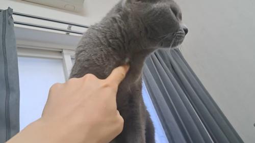 首元で遊ばれる猫