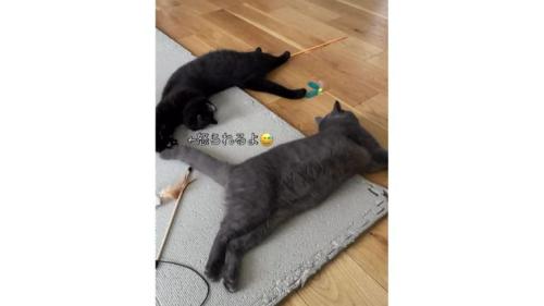 室内にいる猫たち