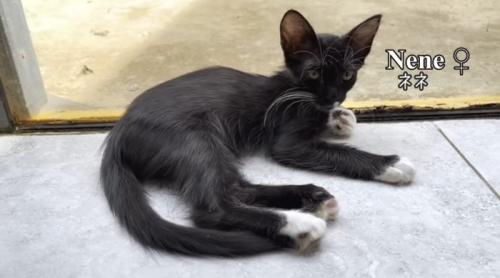 くつろいでいる白黒の子猫