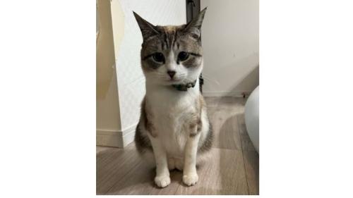 室内にいる猫