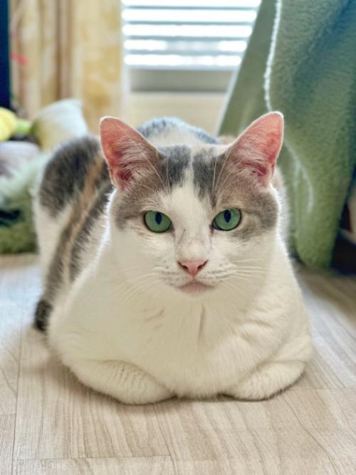 香箱座りの猫