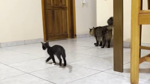 部屋にいる白黒の子猫と猫