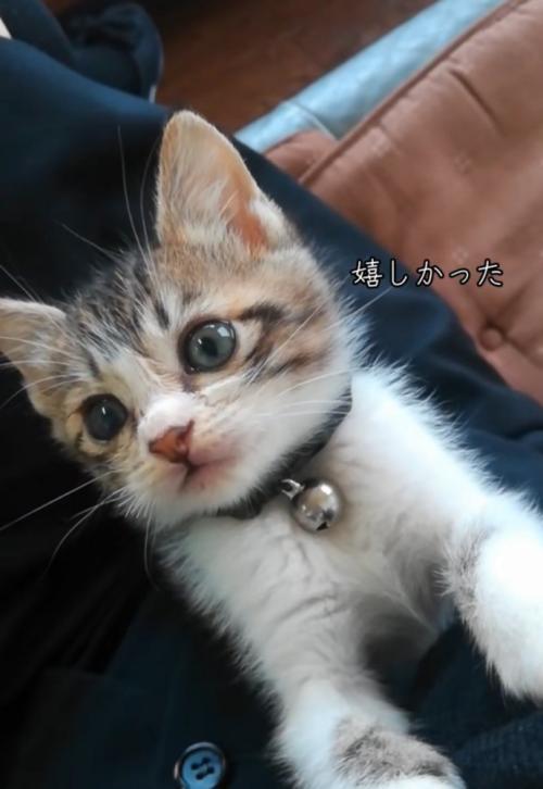 抱っこされる子猫