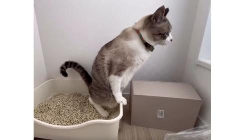 猫トイレと猫