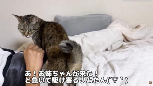 お姉ちゃんに呼ばれたリムちゃん
