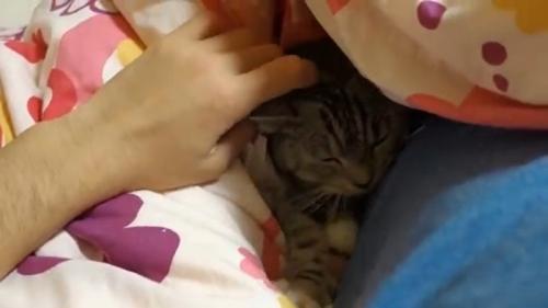 布団の中で横になっている猫