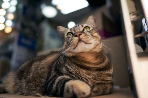 上を見上げる猫