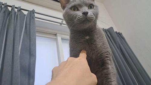ツンツンされる猫