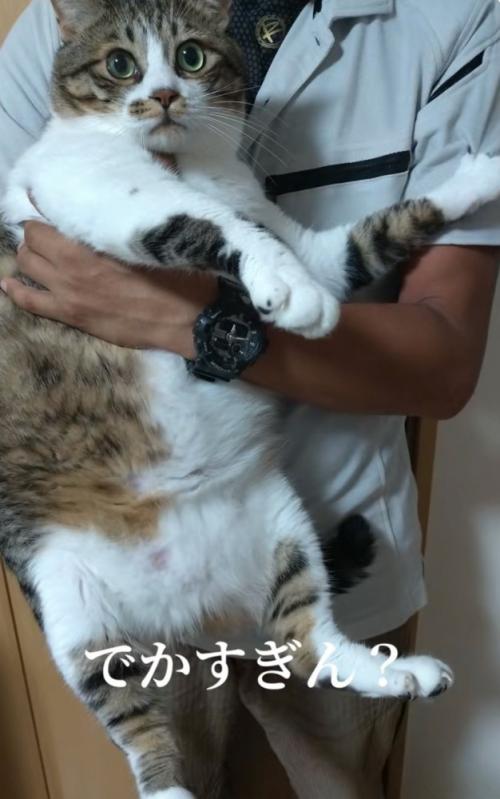 大きな猫を抱っこ