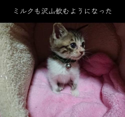 毛布の上に乗る子猫