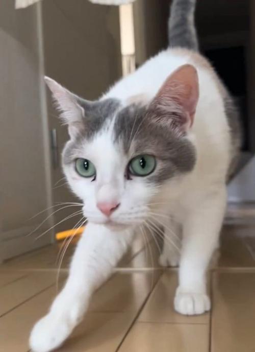 歩いてきた猫の顔