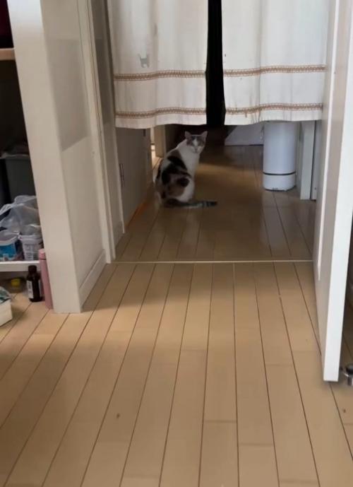 座っている猫