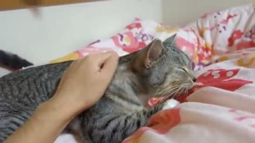 布団に横になっている猫
