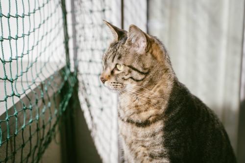 ネットを張ったベランダから外を眺める猫