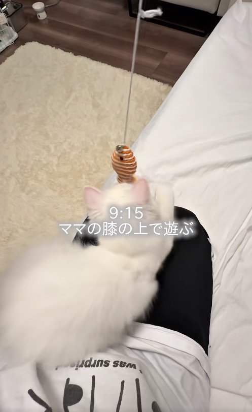 ママの膝の上で遊ぶ子猫