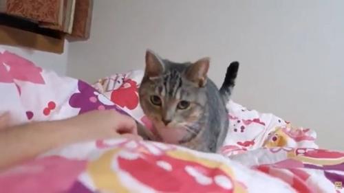 布団の上に立っている猫