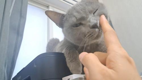 指にスリスリする猫