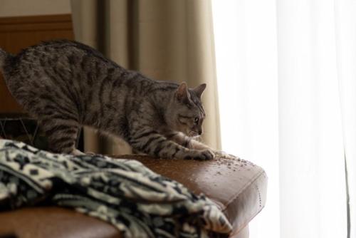 ソファに爪とぎする猫