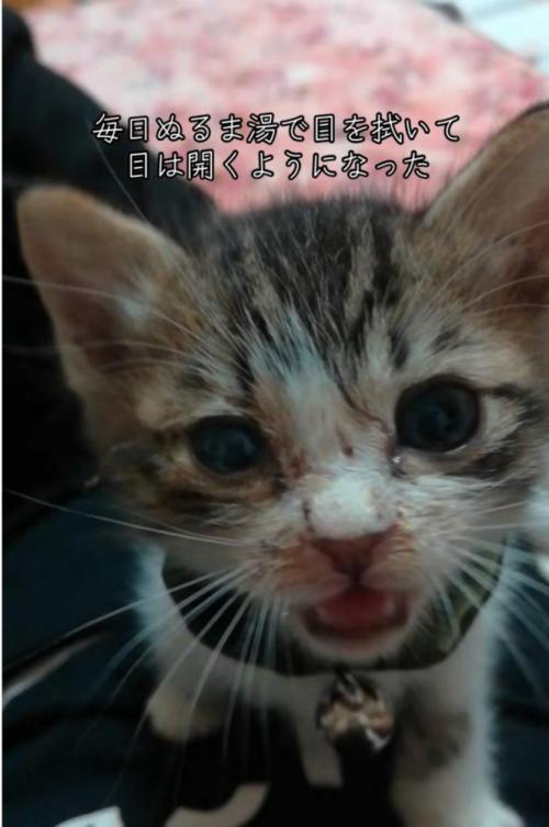 目が開いた子猫