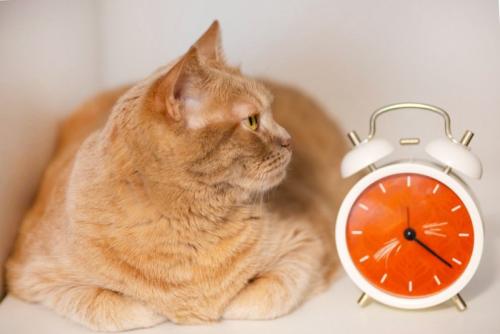 猫と置時計