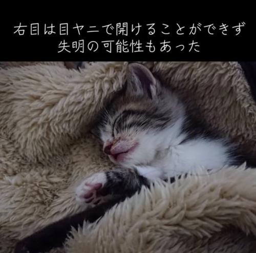 横になり眠る子猫