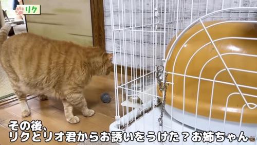 お誘いを受けるお姉ちゃん