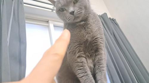 ボス猫と人差し指