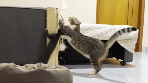 爪とぎをする猫とポールにとびつく白黒の子猫