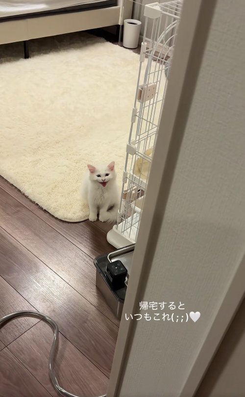 ケージのそばでお座りをしながら口を開けている子猫