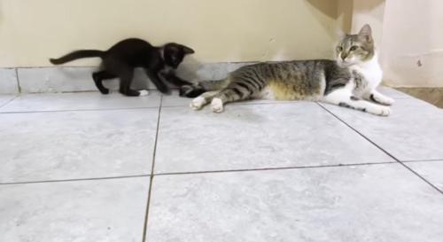 猫に尻尾で遊んでもらう白黒の子猫