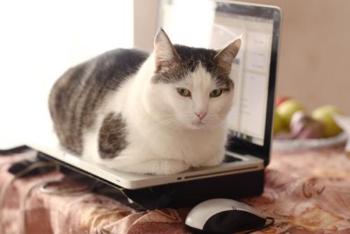キーボードの上に乗る猫
