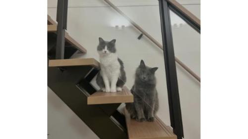 階段にいる猫
