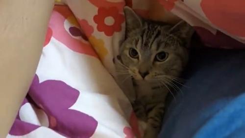 布団の中で横になっている猫