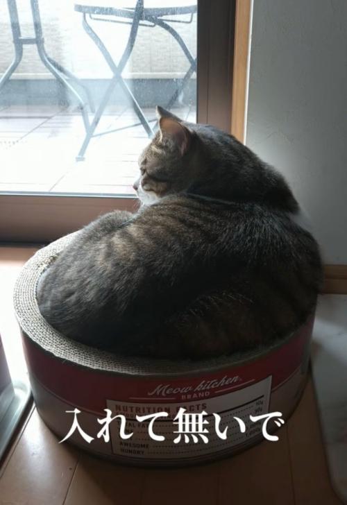 体が入りきっていない猫