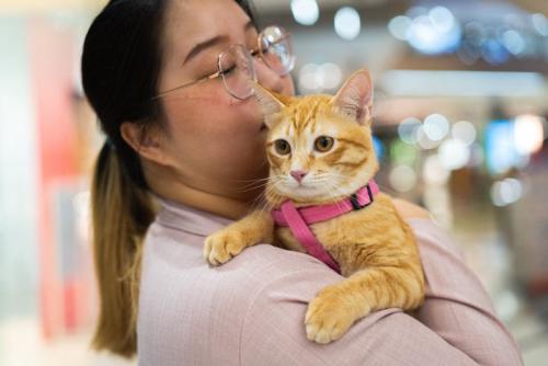 ハーネスをつけて抱かれている猫