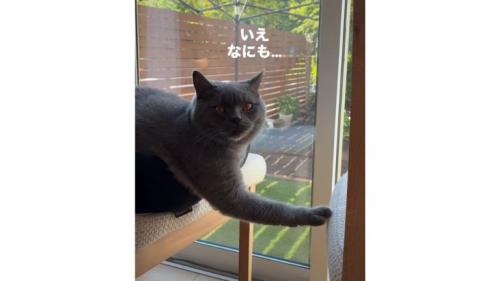 椅子の上の猫