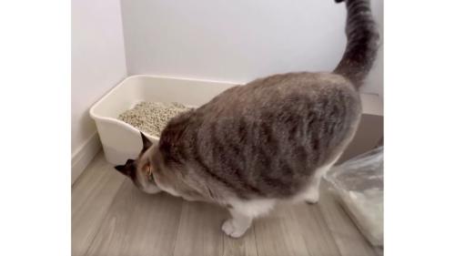 猫トイレと猫