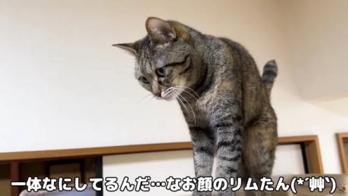 リムちゃんが驚く