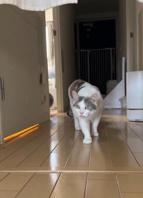 前を見ている猫