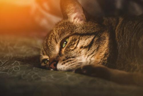 横になっている猫