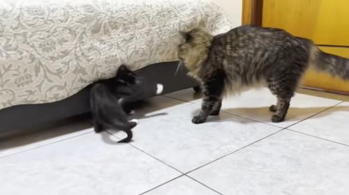猫に猫パンチをする子猫