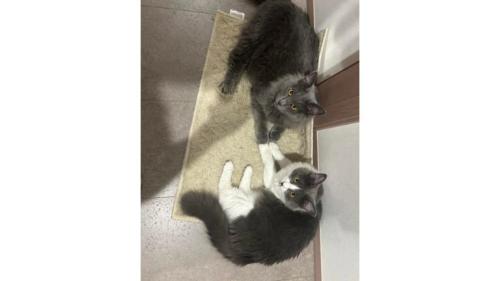 室内にいる猫